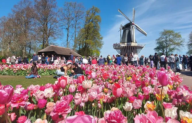 Tulip Mania: Keukenhof , Tulip Farm, and Amsterdam transfer