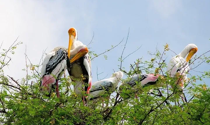 7 - Days Private Golden Triangle Tour with Bird Sanctuary