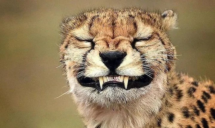 5 days Tanzania wilderness Camping tour.