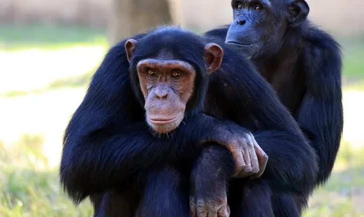 4 Day Tour Kibale Forest National Park and Gorilla Trekking