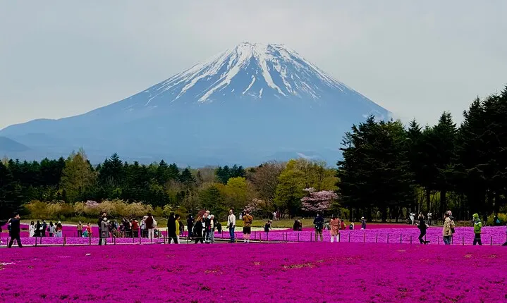 Mt. Fuji, Cherry Blossom & Shiba Sakura Pvt. Day Tour