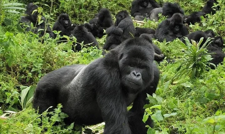 3 Nights of Mountain Gorillas in the Misty Bwindi Uganda