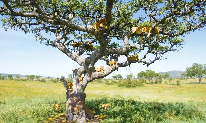 6 Days Private Camping Safari Serengeti, Ngorongoro, Lake Manyara and Tarangire