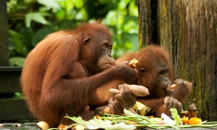 Orang Utan Island and Perak Tong Cave From Kuala Lumpur