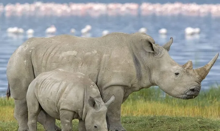 Full Day Hluhluwe Imfolozi Game Reserve Tour from Durban