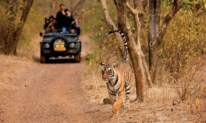 Pench National Park Safari with Transfers from Nagpur