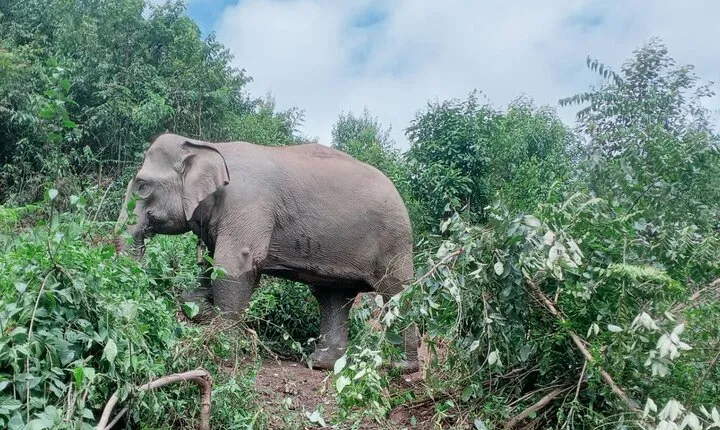 Half Day Morning Elephant Observation Tour in Chiang Mai