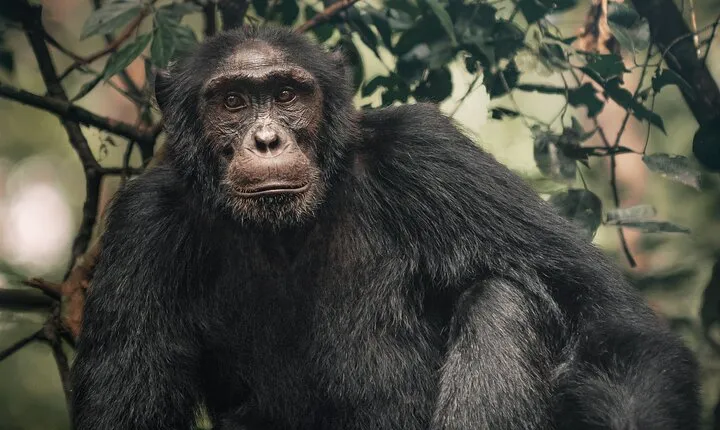 3 days Uganda Gorrilla Trekking-BWINDI IMPENETRABLE FOREST