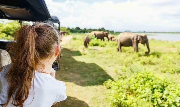 Half Day Minneriya National Park Safari from Sigiriya