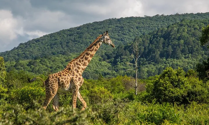 A Day Trip In Arusha National Park From Arusha Town