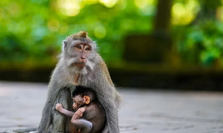 Ubud: Monkey Forest, Rice Terrace, Waterfall Private Tour
