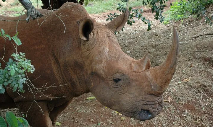Nairobi National Park and Giraffe Center Half Day Guided Tour