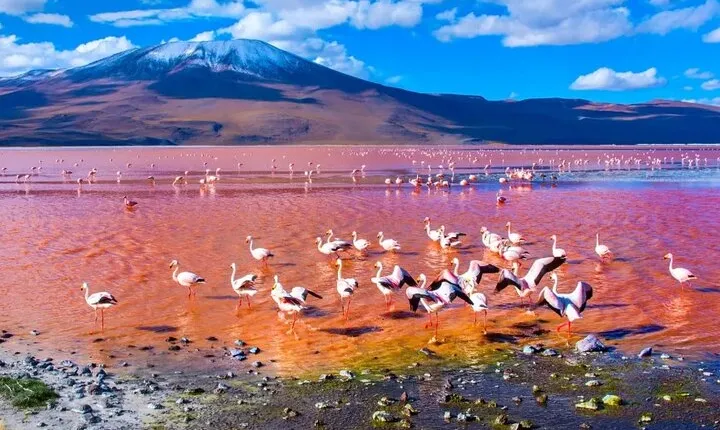 Discover Bolivia’s Salt Flats and Vibrant Lagoons