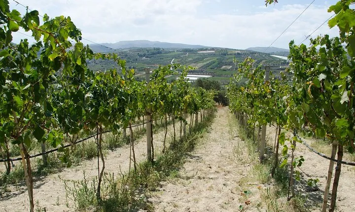 Half-Day Olive Mill and Winery Tour with tastings & Lunch