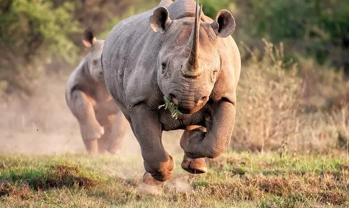2 Days and 1 night Pilanesberg Safari