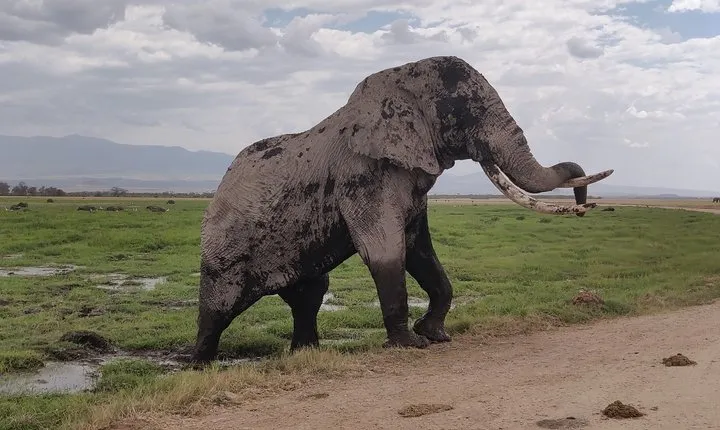 Amboseli Day Trip!!