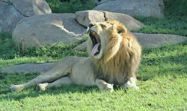 3 Days Luxury Safari