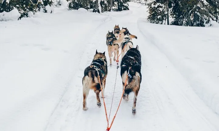Lapland Wilderness Husky Safari 7,5 km