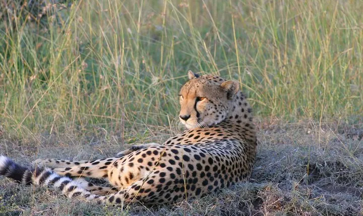 2 Nights /3 Days Masai Mara Experience