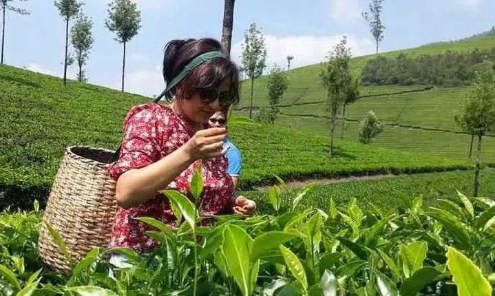 Munnar Tea Trail Tour with Factory Experience ( By Munnar Info)