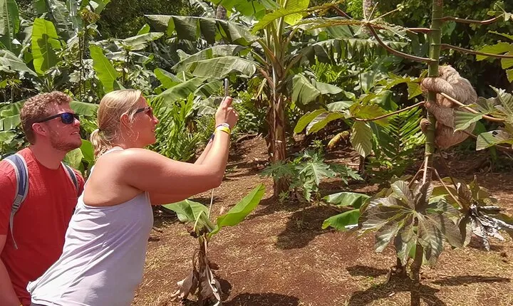 5 in 1 sloth, Rainforest, waterfalls, hanging bridges, volcanic activity tour.