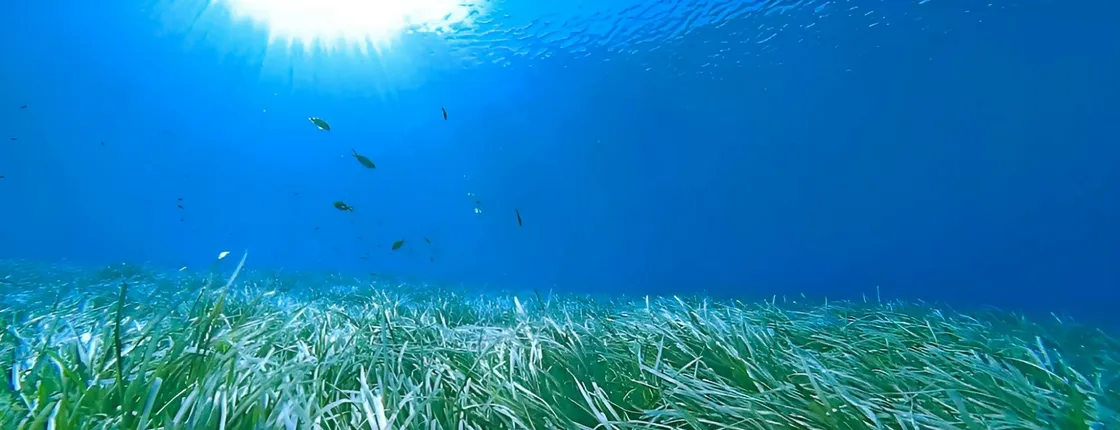 Guided snorkelling to discover the posidonia meadows