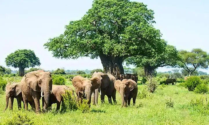 6 Day Group Camping Safari Tarangire Serengeti Ngorongoro Manyara