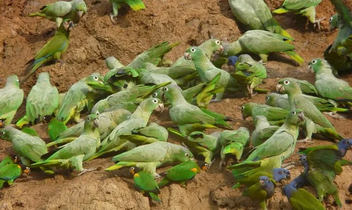 3 Days Tour in Manu Amazon