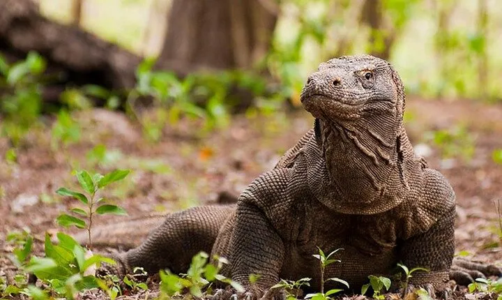 Komodo Island Adventure from Bali (Day Trip)