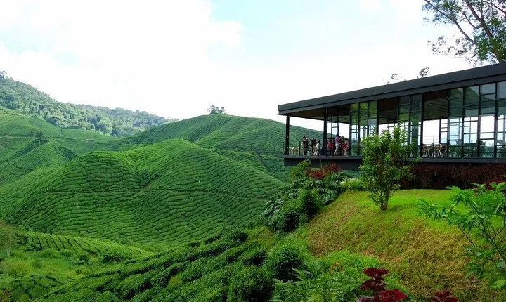 Cameron Highlands & Batu Caves Full-Day Tour