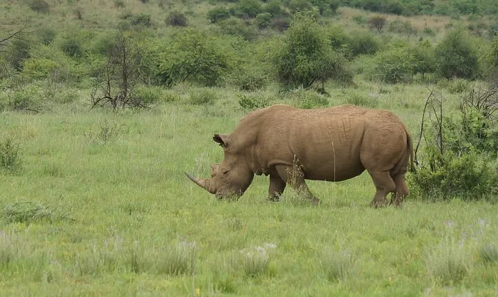 2 Days Mid Range Private Safari in Tarangire and Ngorongoro