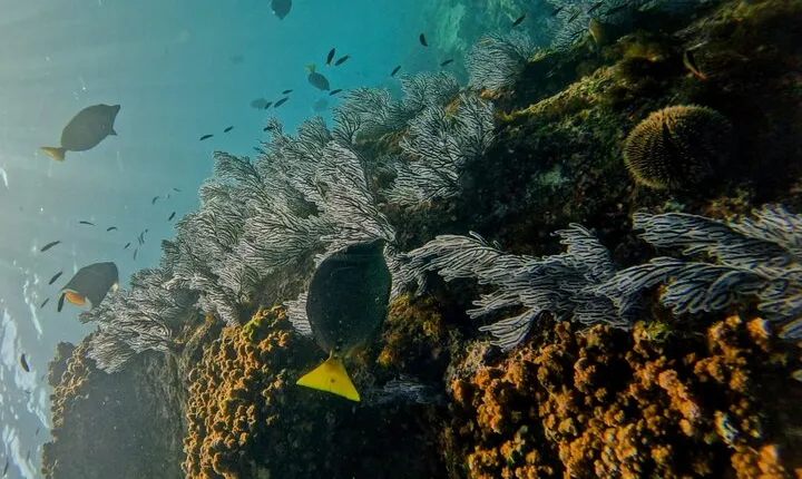 Snorkel Privately in Cabo San Lucas 