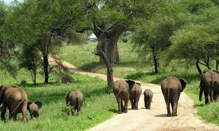 Tarangire National Park elephant view