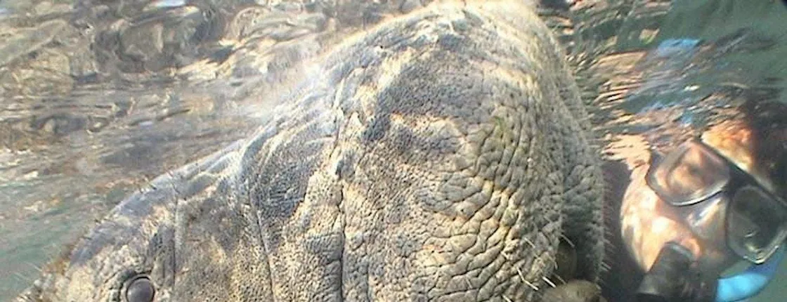 Boat tour from Orlando to snorkel and swim with manatees
