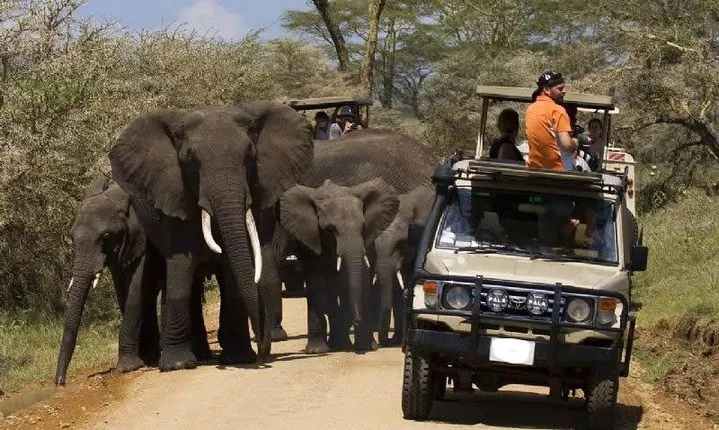 4-Day Tanzania Camping Safari to Lake Manyara, Serengeti, and Ngorongoro Crater