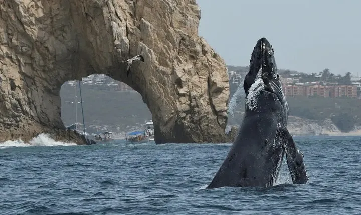 #1 Whale Watching Tour: 2 Hours at Arch & Lover’s Beach