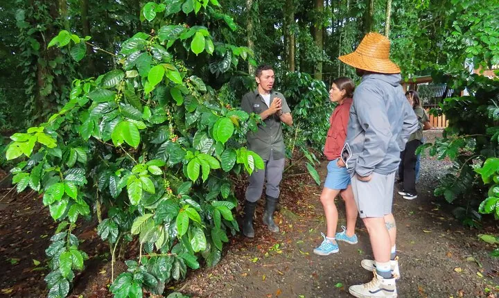 Coffee, Chocolate and Sugarcane Tour La Fortuna
