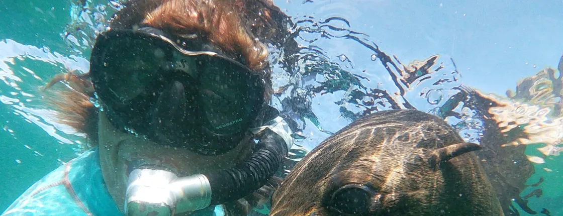 Swim with seals in Plettenberg Bay