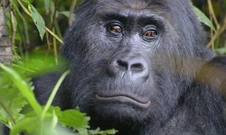 10 Days Uganda Adventure & Gorilla Safari