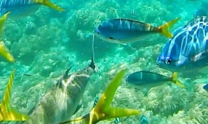 Glass Bottom Boat Water Activity in Montego Bay Jamaica