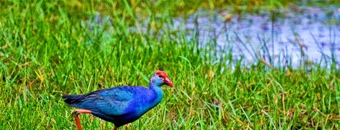 Muthurajawela Sanctuary Boat Safari with Bird Watching