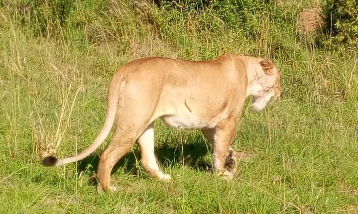3 Days Budget Breathtaking Safari in Maasai Mara, Kenya