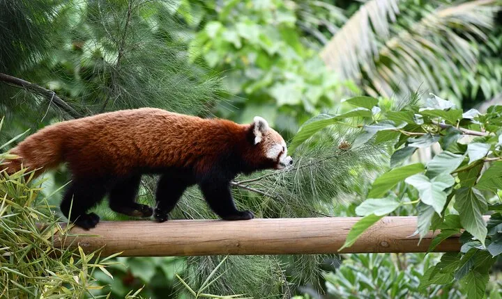 Barcelona Zoo Entrance Ticket