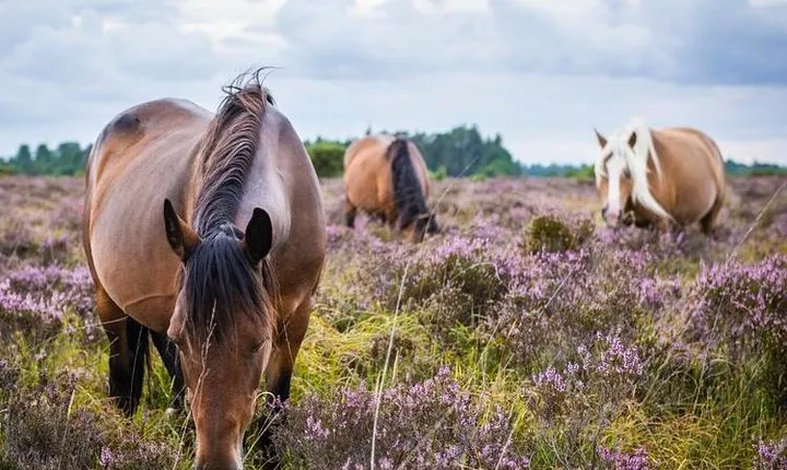 New Forest Day Out Private Tour from Southampton