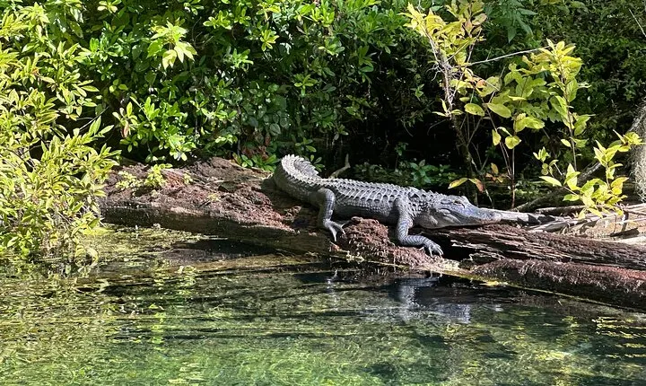 Gator Viewing Clear Kayak Springs Tour