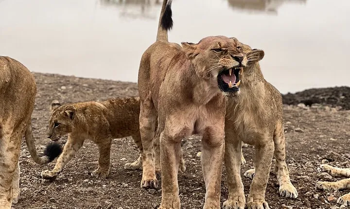 Safari In Nairobi Kenya National Park Half day Tour