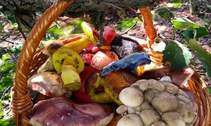 Mushroom Tour from Mexico City