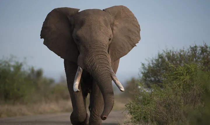 2 Days 1 Night Tour to Amboseli National Park with Jeep 4x4