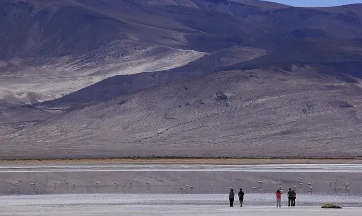Iquique, Salar del Huasco National Park - Full day