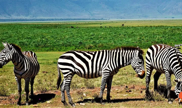 3 Days Tanzania Safari